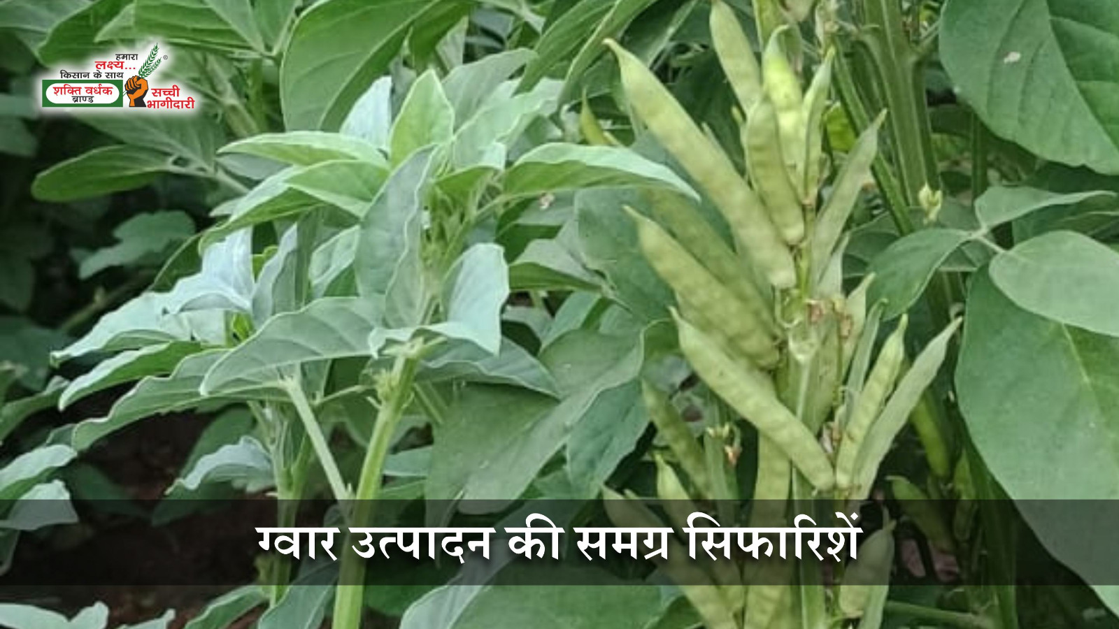 ग्वार की भरपूर पैदावार लेने के लिए आवश्यक सुझाव