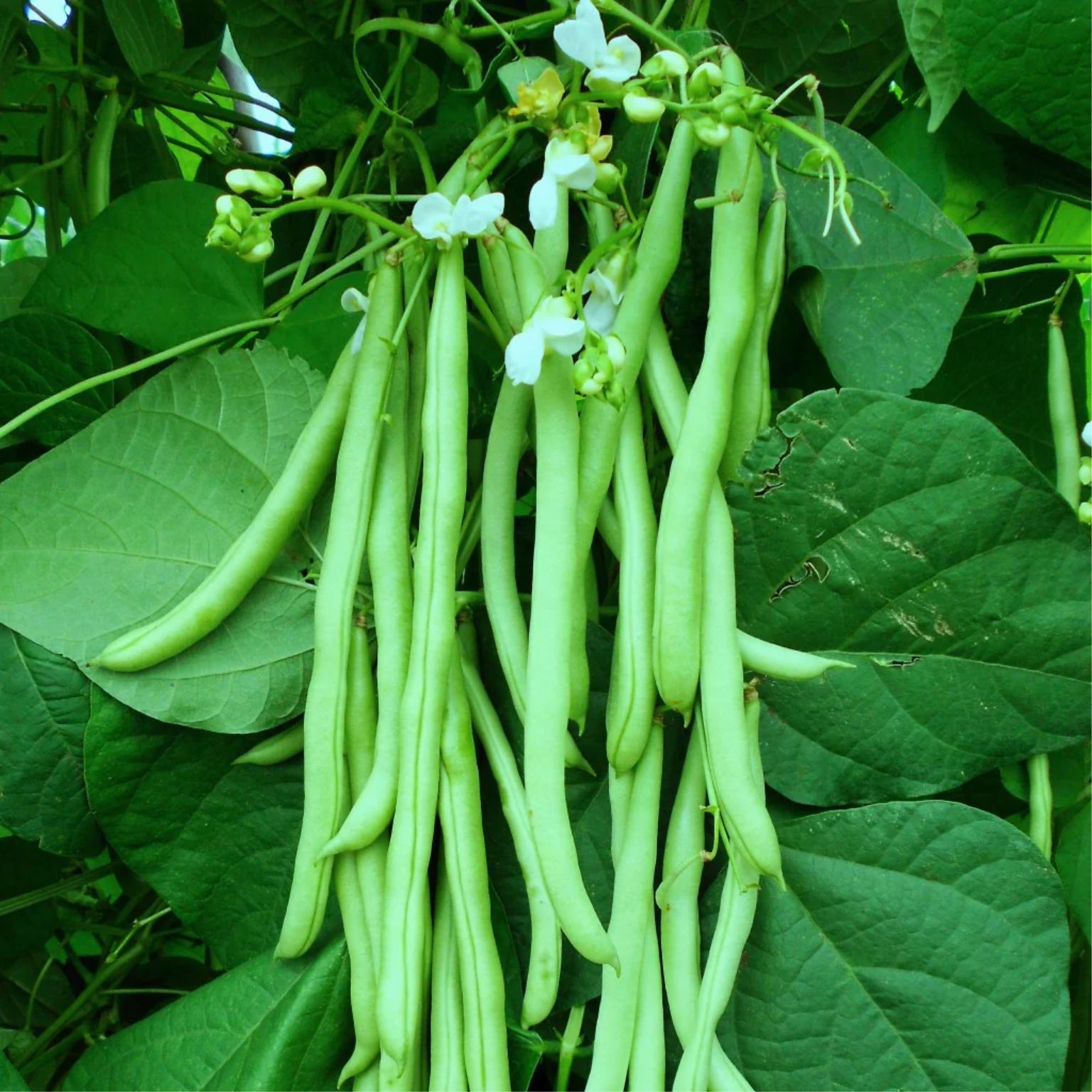 Package of Practice for Cultivation of Cowpea