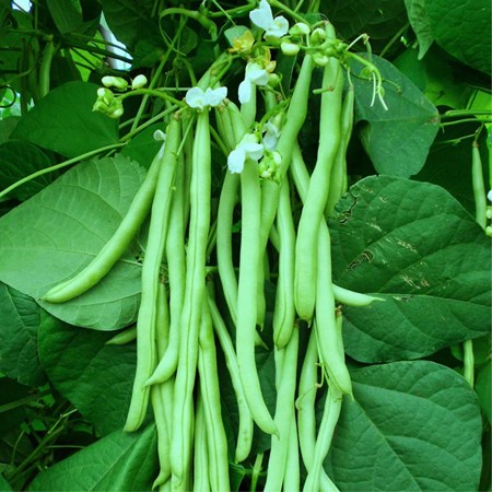 Bushy Beans
