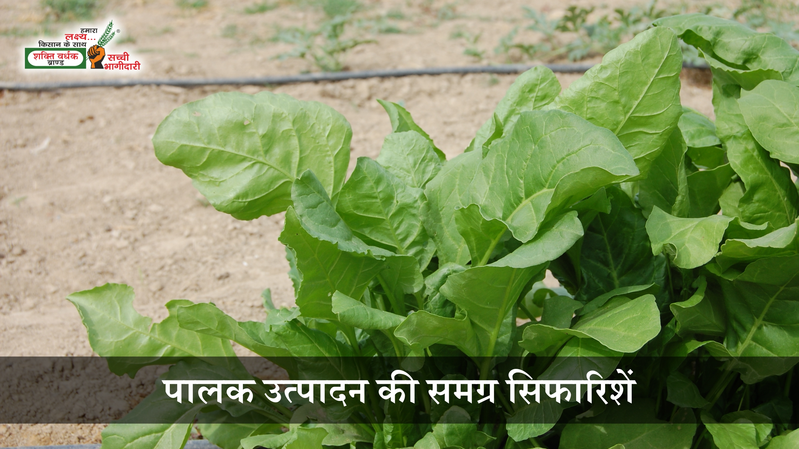 Package of Practice for Spinach Cultivation