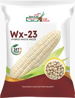 Wx-23 Hybrid Maize
