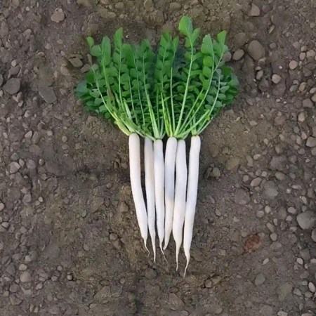 Radish