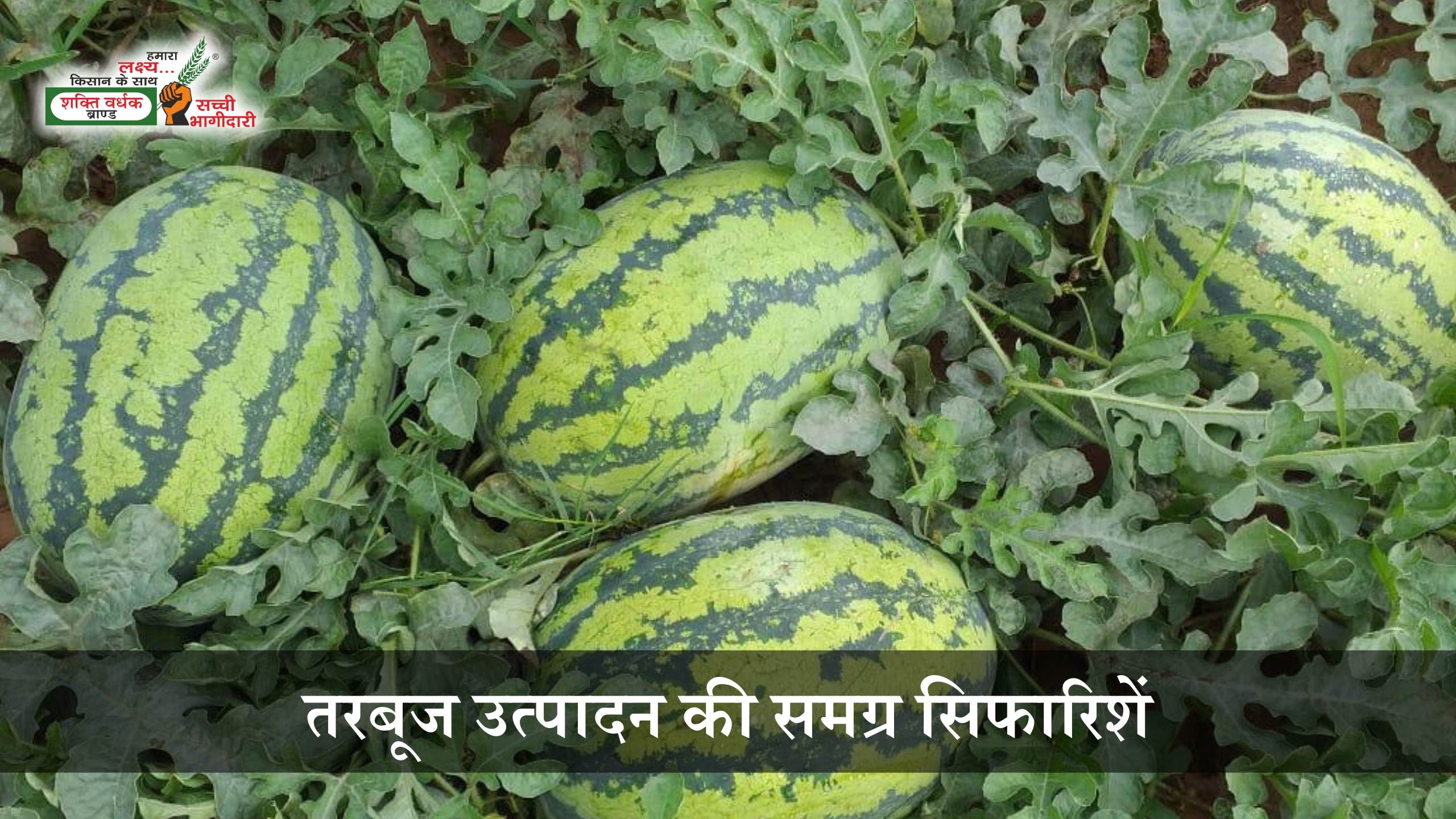 संकर तरबूज की समग्र सिफारिशें