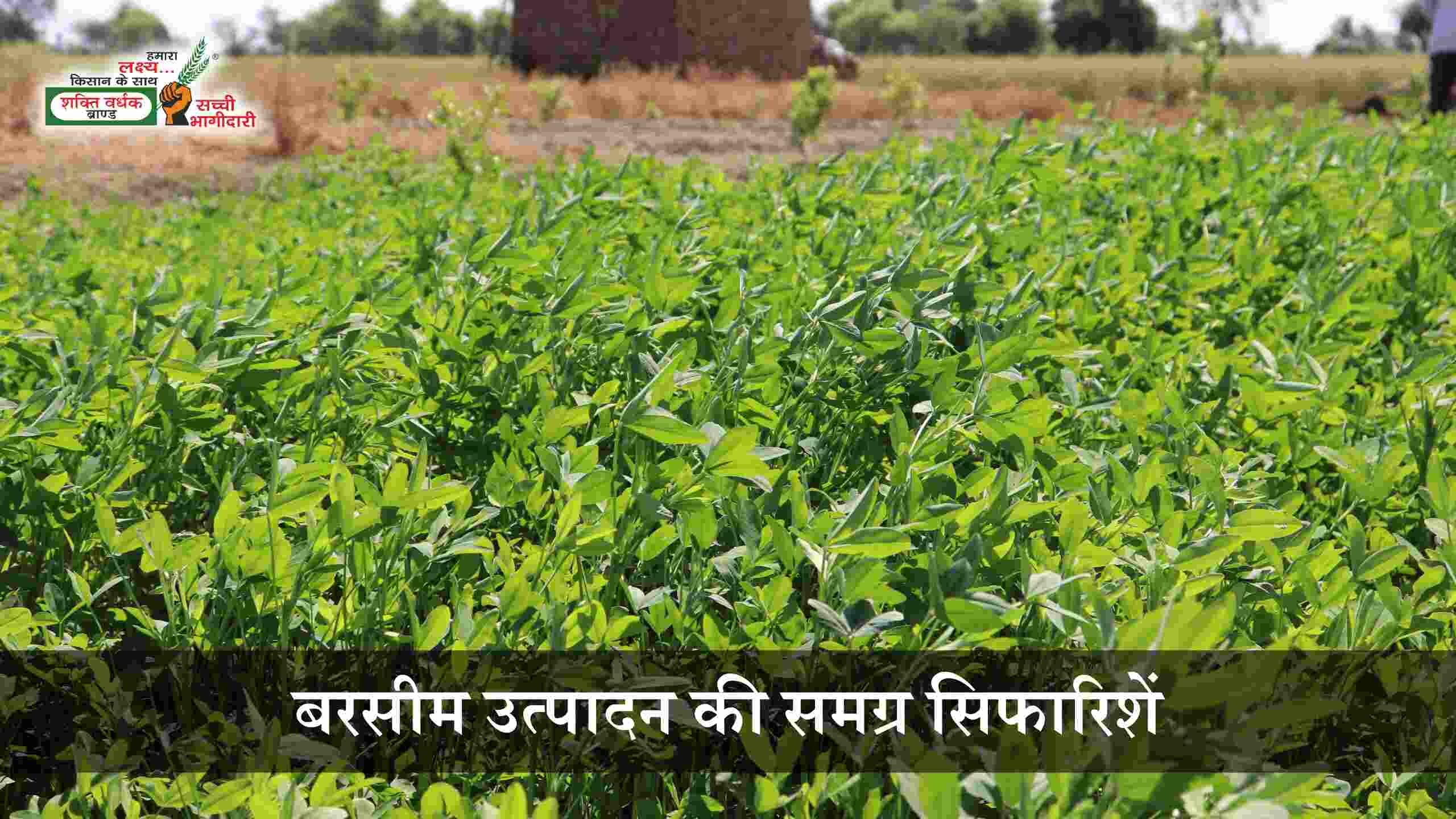 Package of Practice for Berseem Cultivation