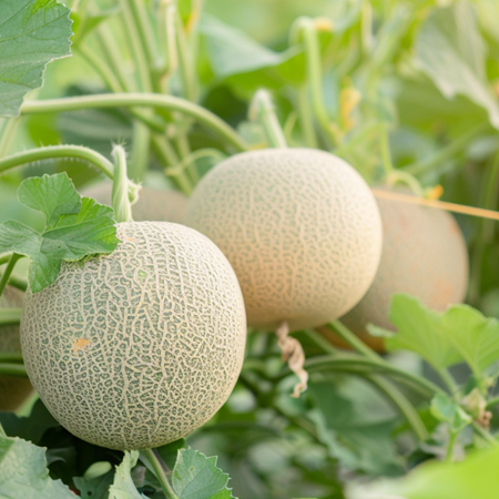 Muskmelon