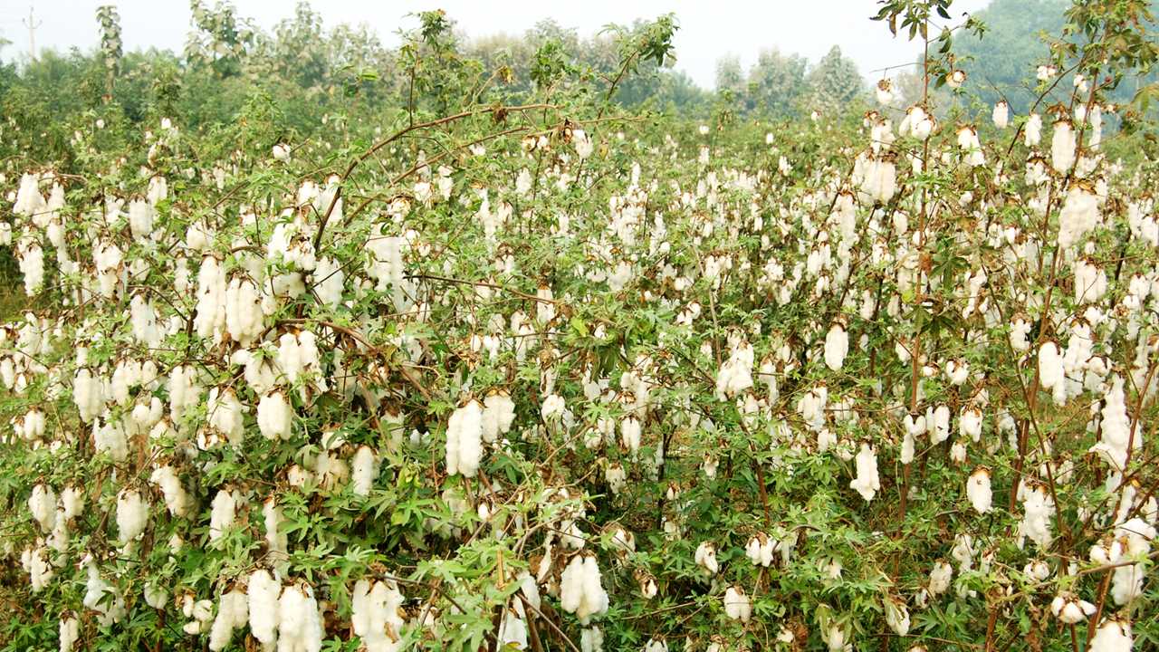 Package of Practice for Cultivation of Desi Cotton
