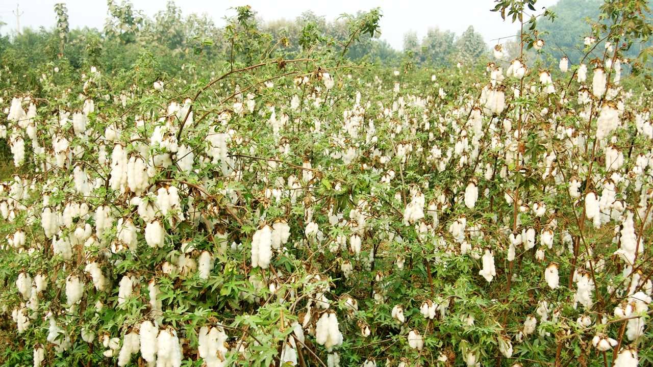 KR-149, Best Cotton Seeds, 