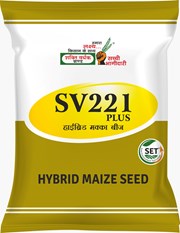 SV 221 Plus, Best Maize Seeds,  Thumbnail Image