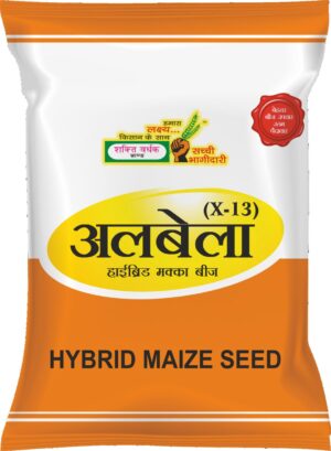 Albela X-13 Maize Seed by Shakti Vardhak