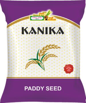 SVT - 222 Shkati Vardhak Kanika Paddy Seeds