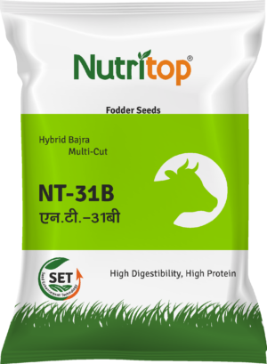 Shakti Vardhak Multi Cut Bajra Fodder Seeds NT-31B