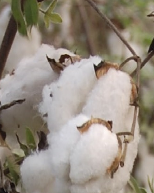 Desi Cotton (Hybrid)