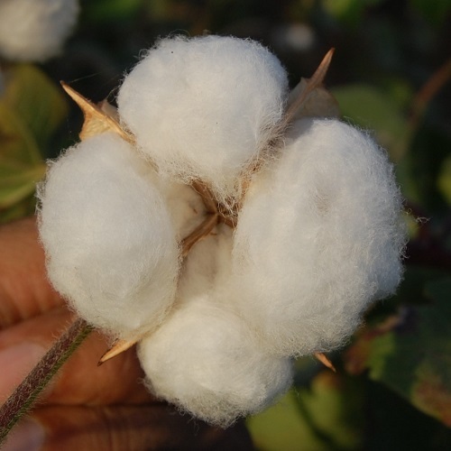 American Cotton (Research)