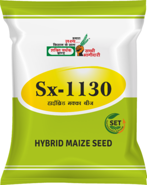 Shakti Vardhak Hybrid Maize Seeds SX-1130
