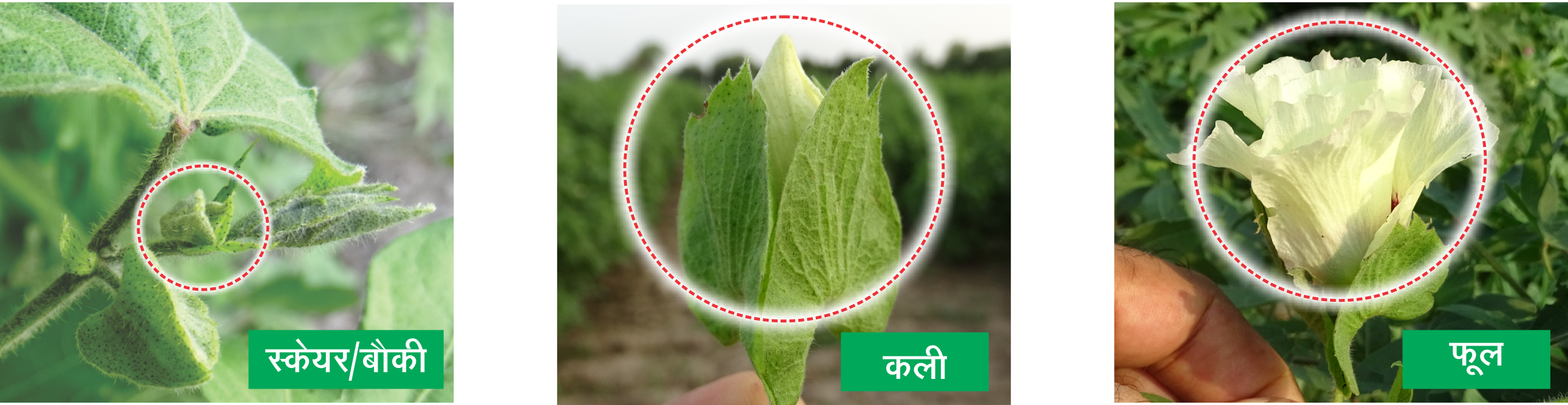 Shakti Vardhak Desi Cotton Flower